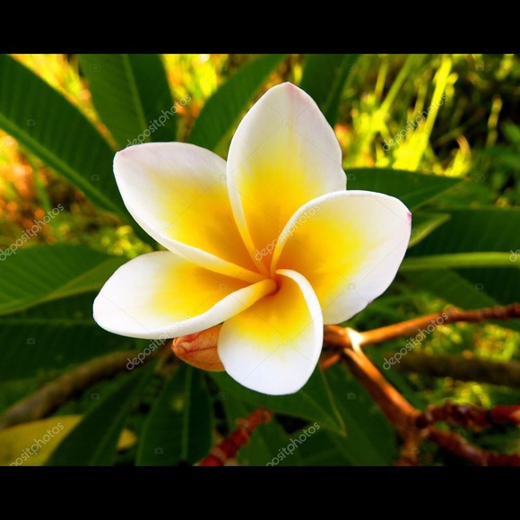 Meet your Posher, Yulia - Picture 1 of 1